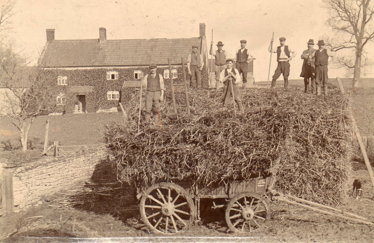 Loading Haulm at Westham Farm. The man top row holding the pole, with his hand on his hip is Grandpa on one of his trips home. The 3 men to his left were his brothers.