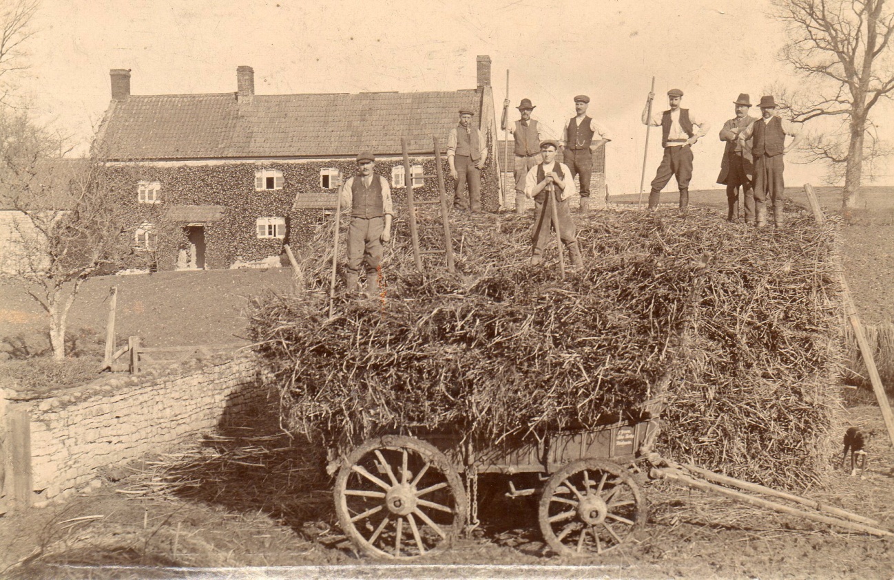 Loading Haulm at Westham Farm. The man top row holding the pole, with his hand on his hip is Grandpa on one of his trips home. The 3 men to his left were his brothers.